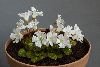 <em>Shortia uniflora</em>